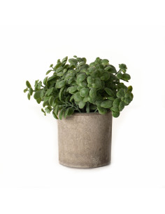 Hill Interiors Basil Plant In Stone Effect Pot 22096 - Authentic Hill Interiors furniture directly from FastDaddy UK. Exclusive