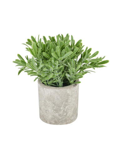 Hill Interiors Buxus Plant In Stone Effect Pot 22095 - Authentic Hill Interiors furniture directly from FastDaddy UK. Exclusive