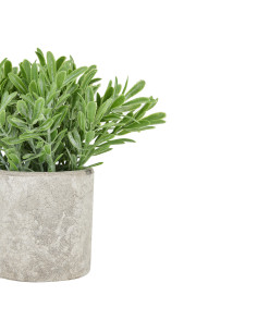 Hill Interiors Buxus Plant In Stone Effect Pot 22095 - Authentic Hill Interiors furniture directly from FastDaddy UK. Exclusive 2