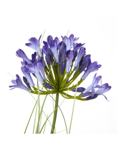 Hill Interiors Blue Agapanthus Plant In Pot 23718 - Authentic Hill Interiors furniture directly from FastDaddy UK. Exclusive co 2