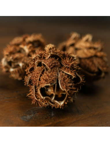 Affordable industrial style furniture Hill Interiors Bouquet Of Dried Protea 22205 for modern home decor, free shipping options