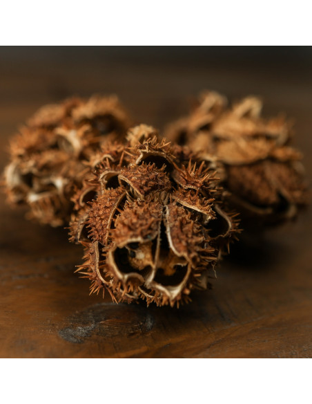 Affordable industrial style furniture Hill Interiors Bouquet Of Dried Protea 22205 for modern home decor, free shipping options