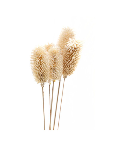 Buy Hill Interiors 22207 Bouquet Of Dried Tall Thistle online in UK with fast delivery from FastDaddy UK, your furniture expert