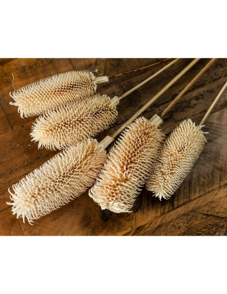 Affordable industrial style furniture Hill Interiors Bouquet Of Dried Tall Thistle 22207 for modern home decor, free shipping o