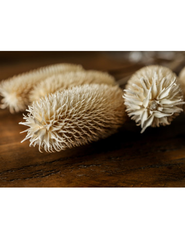 High-quality metal and wood construction of Hill Interiors SKU 22207 Bouquet Of Dried Tall Thistle, detailed view for UK custom