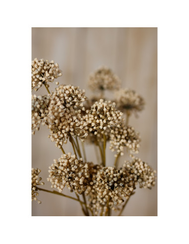 Full dimensions and specifications of Hill Interiors Brown Allium Spray 23831: Height 60.00cm, Width 0.00cm, perfect for your l