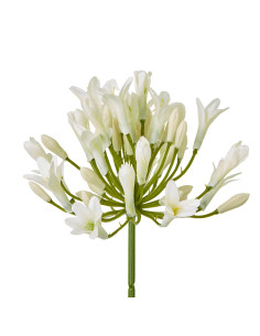 Hill Interiors Cream Agapanthus Spray 23868 - Authentic Hill Interiors furniture directly from FastDaddy UK. Exclusive collecti 2