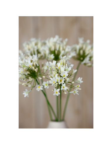 Full dimensions and specifications of Hill Interiors Cream Agapanthus Spray 23868: Height 75.00cm, Width 15.00cm, perfect for y