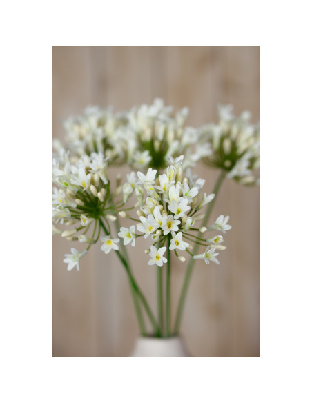 Full dimensions and specifications of Hill Interiors Cream Agapanthus Spray 23868: Height 75.00cm, Width 15.00cm, perfect for y