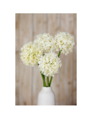 Full dimensions and specifications of Hill Interiors Cream Medium Allium Stem 23861: Height 80.00cm, Width 16.00cm, perfect for