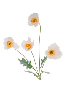 Hill Interiors Cream Papaver Poppy Spray 24554 - Authentic Hill Interiors furniture directly from FastDaddy UK. Exclusive colle