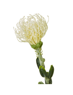 Hill Interiors Cream Pincushion Protea Spray 23837 - Authentic Hill Interiors furniture directly from FastDaddy UK. Exclusive c 2