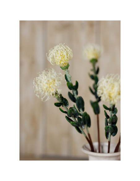 Full dimensions and specifications of Hill Interiors Cream Pincushion Protea Spray 23837: Height 61.00cm, Width 0.00cm, perfect