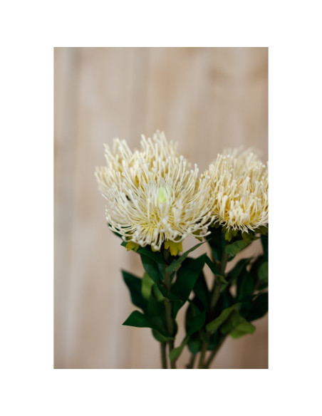 Full dimensions and specifications of Hill Interiors Cream Protea Lorea Stem 23844: Height 73.00cm, Width 0.00cm, perfect for y