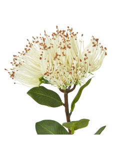 Hill Interiors Cream Protea Nitida Stem 23821 - Authentic Hill Interiors furniture directly from FastDaddy UK. Exclusive collec 2