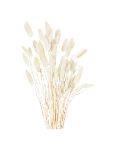 Hill Interiors Dried Natural Bunny Tail Bunch Of 40 21692 - Authentic Hill Interiors furniture directly from FastDaddy UK. Excl