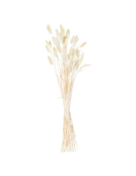 Buy Hill Interiors 21692 Dried Natural Bunny Tail Bunch Of 40 online in UK with fast delivery from FastDaddy UK, your furniture