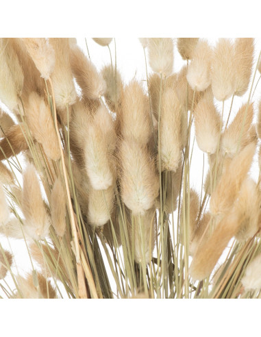 Affordable industrial style furniture Hill Interiors Dried Natural Bunny Tail Bunch Of 40 21692 for modern home decor, free shi