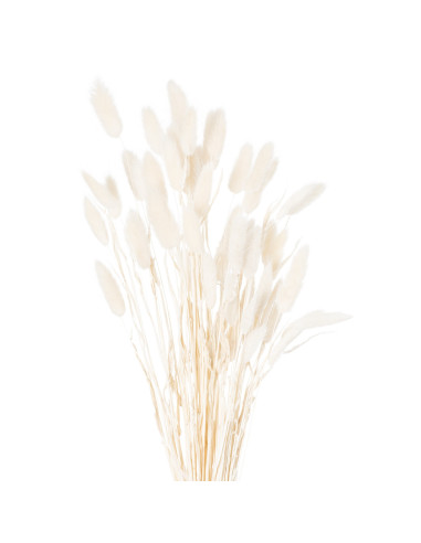 Hill Interiors Dried White Bunny Tail Bunch Of 60 21690 - Authentic Hill Interiors furniture directly from FastDaddy UK. Exclus