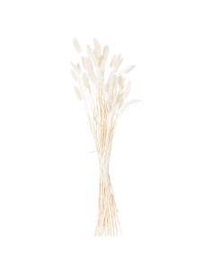 Buy Hill Interiors 21690 Dried White Bunny Tail Bunch Of 60 online in UK with fast delivery from FastDaddy UK, your furniture e