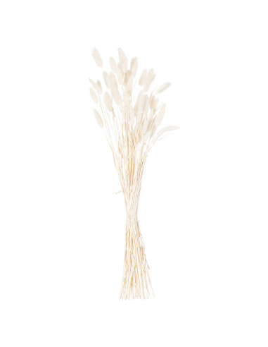 Buy Hill Interiors 21690 Dried White Bunny Tail Bunch Of 60 online in UK with fast delivery from FastDaddy UK, your furniture e