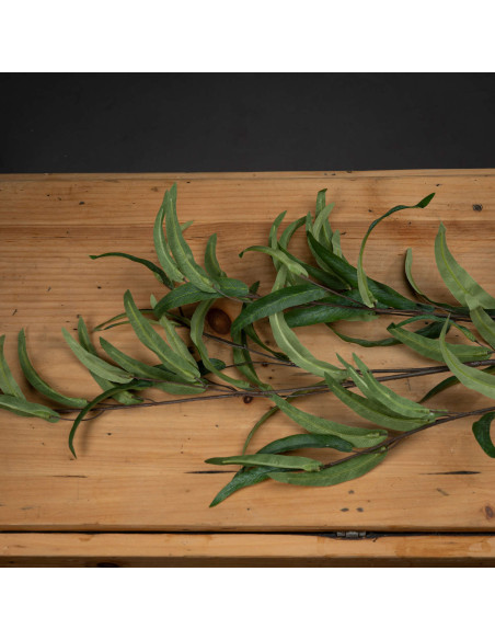 Buy Hill Interiors 20107 Eucalyptus Nicholii Spray online in UK with fast delivery from FastDaddy UK, your furniture expert.