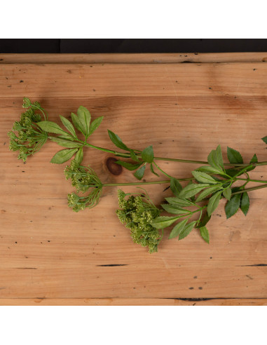 Buy Hill Interiors 19953 Faux Cow Parsley Ammi online in UK with fast delivery from FastDaddy UK, your furniture expert.