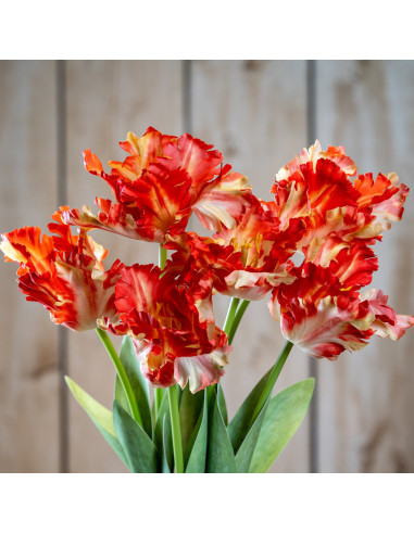 Hill Interiors Flame Orange Parrot Tulip 24405 - Authentic Hill Interiors furniture directly from FastDaddy UK. Exclusive colle