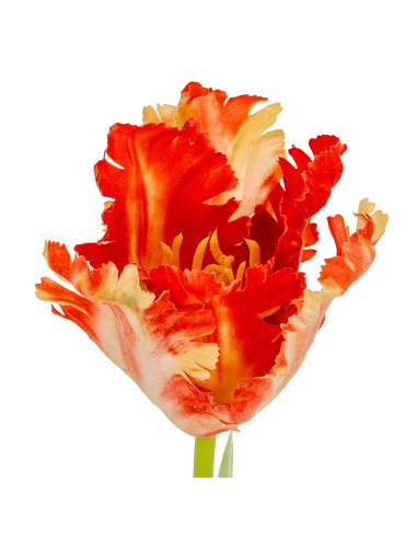 Full dimensions and specifications of Hill Interiors Flame Orange Parrot Tulip 24405: Height 69.00cm, Width 0.00cm, perfect for