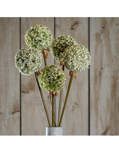 Hill Interiors Green Allium Stem 23851 - Authentic Hill Interiors furniture directly from FastDaddy UK. Exclusive collection on