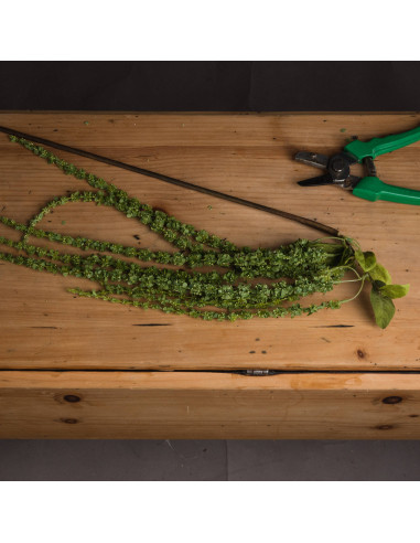 Buy Hill Interiors 19557 Green Amaranthus online in UK with fast delivery from FastDaddy UK, your furniture expert.