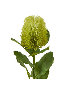Hill Interiors Green Banksia Stem 23813 - Authentic Hill Interiors furniture directly from FastDaddy UK. Exclusive collection o 2