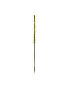 Hill Interiors Green Eremurus Stem 23853 - Authentic Hill Interiors furniture directly from FastDaddy UK. Exclusive collection