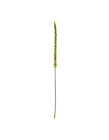 Hill Interiors Green Eremurus Stem 23853 - Authentic Hill Interiors furniture directly from FastDaddy UK. Exclusive collection