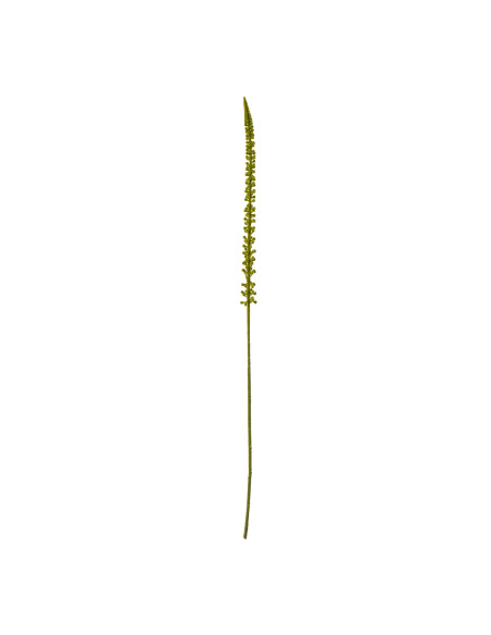 Hill Interiors Green Eremurus Stem 23853 - Authentic Hill Interiors furniture directly from FastDaddy UK. Exclusive collection