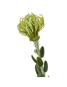 Hill Interiors Green Pincushion Protea Spray 23838 - Authentic Hill Interiors furniture directly from FastDaddy UK. Exclusive c 2