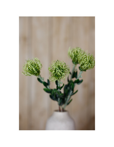 Full dimensions and specifications of Hill Interiors Green Pincushion Protea Spray 23838: Height 61.00cm, Width 0.00cm, perfect