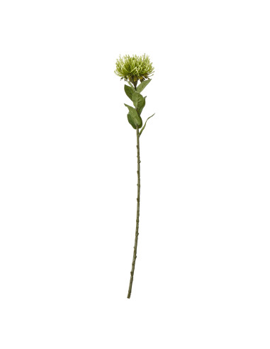 Hill Interiors Green Protea Lorea Stem 23843 - Authentic Hill Interiors furniture directly from FastDaddy UK. Exclusive collect