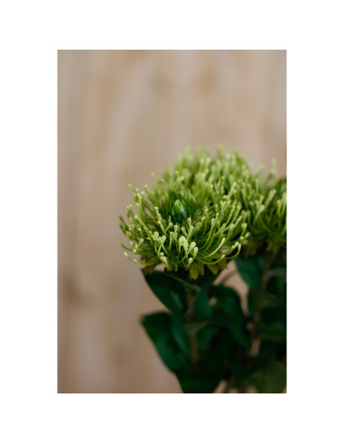 Full dimensions and specifications of Hill Interiors Green Protea Lorea Stem 23843: Height 73.00cm, Width 0.00cm, perfect for y