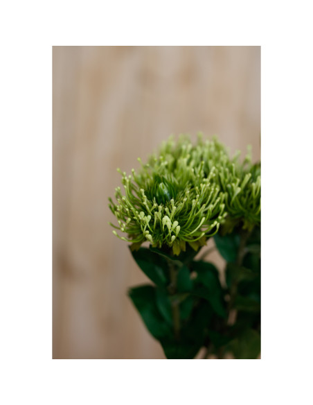 Full dimensions and specifications of Hill Interiors Green Protea Lorea Stem 23843: Height 73.00cm, Width 0.00cm, perfect for y