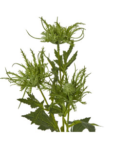 Buy Hill Interiors 23819 Green Sea Holly Spray online in UK with fast delivery from FastDaddy UK, your furniture expert.