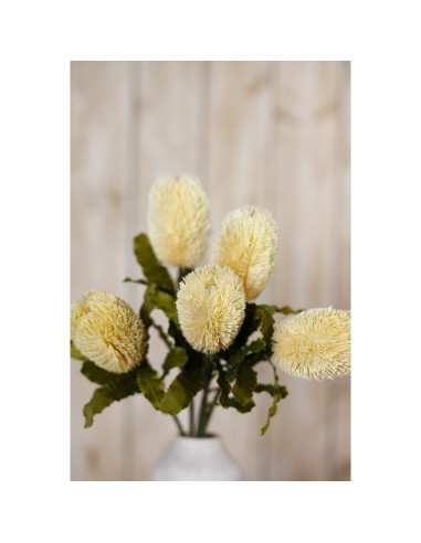 Full dimensions and specifications of Hill Interiors Large Cream Banksia Serrata Stem 23827: Height 65.00cm, Width 0.00cm, perf