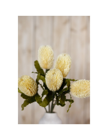 Full dimensions and specifications of Hill Interiors Large Cream Banksia Serrata Stem 23827: Height 65.00cm, Width 0.00cm, perf