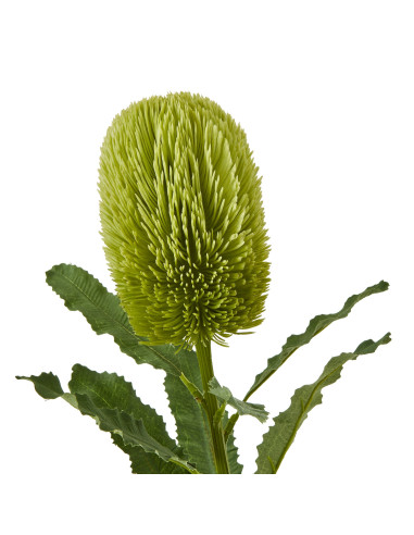 Buy Hill Interiors 23841 Large Green Banksia Serrata Stem online in UK with fast delivery from FastDaddy UK, your furniture exp