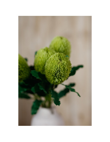 Full dimensions and specifications of Hill Interiors Large Green Banksia Serrata Stem 23841: Height 65.00cm, Width 0.00cm, perf