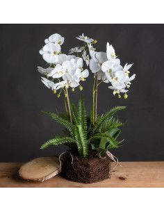 Buy Hill Interiors 19952 Large White Orchid And Fern Garden In Rootball online in UK with fast delivery from FastDaddy UK, your 2