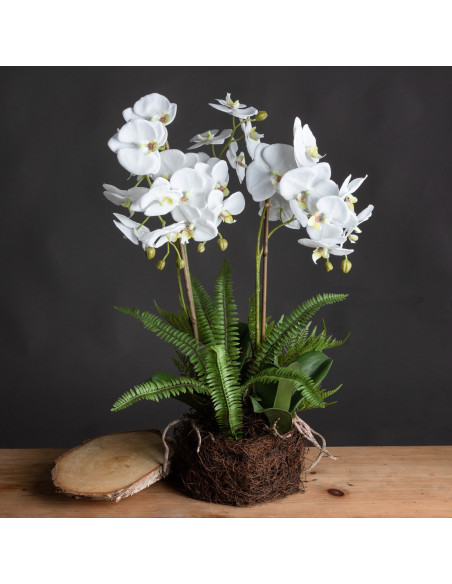 Hill Interiors Large White Orchid And Fern Garden In Rootball 19952 - Authentic Hill Interiors furniture directly from FastDadd