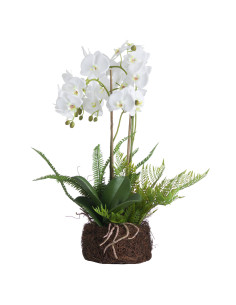 Buy Hill Interiors 19952 Large White Orchid And Fern Garden In Rootball online in UK with fast delivery from FastDaddy UK, your