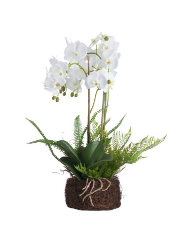 Buy Hill Interiors 19952 Large White Orchid And Fern Garden In Rootball online in UK with fast delivery from FastDaddy UK, your