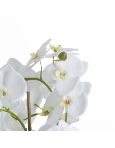 Affordable industrial style furniture Hill Interiors Large White Orchid And Fern Garden In Rootball 19952 for modern home decor